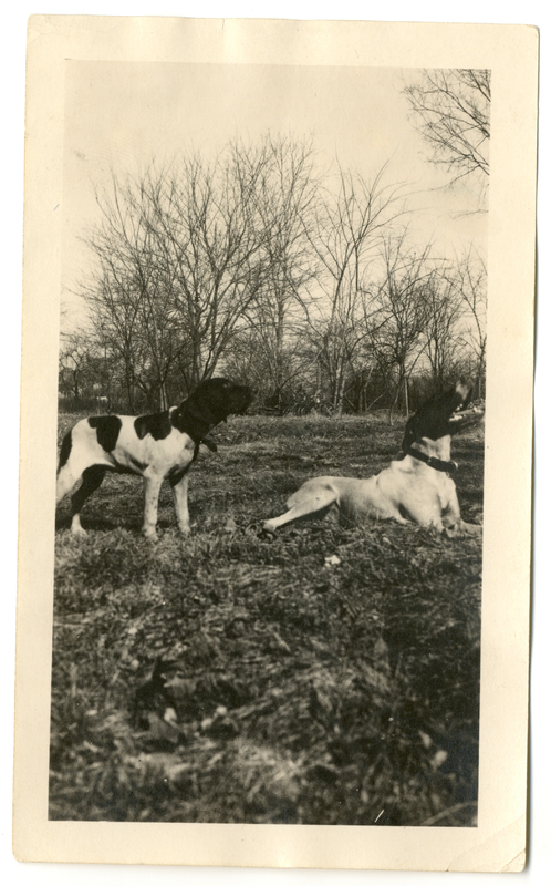 Photograph of two dogs outdoors on the Mudge farm in Grantfork